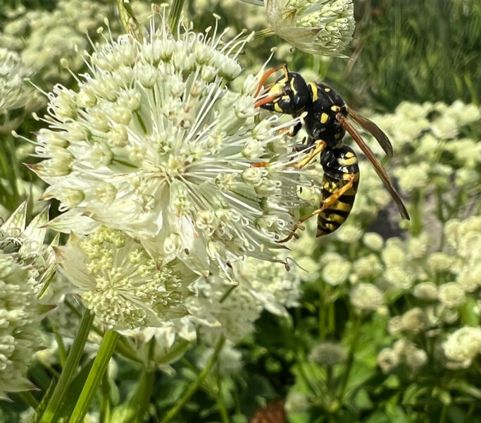 Astrantia White Sensation