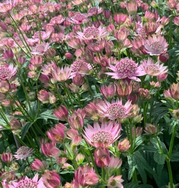 Astrantia Pink Button