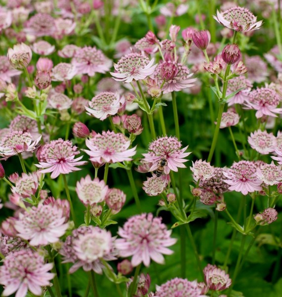 Astrantia Pink Button