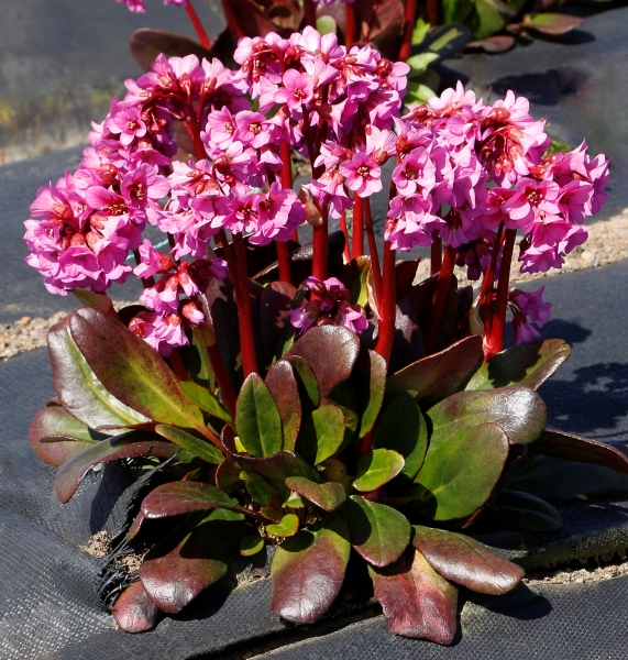 Bergenia VINTAGE™ Bouquet