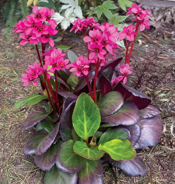 Bergenia EARLY BRILLIANCE™ Magenta