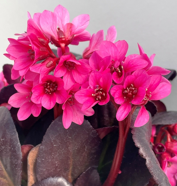 Bergenia EARLY BRILLIANCE™ Magenta