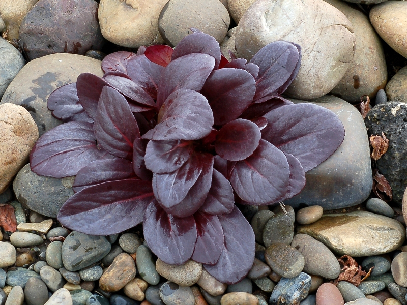 Bergenia EARLY BRILLIANCE™ Magenta