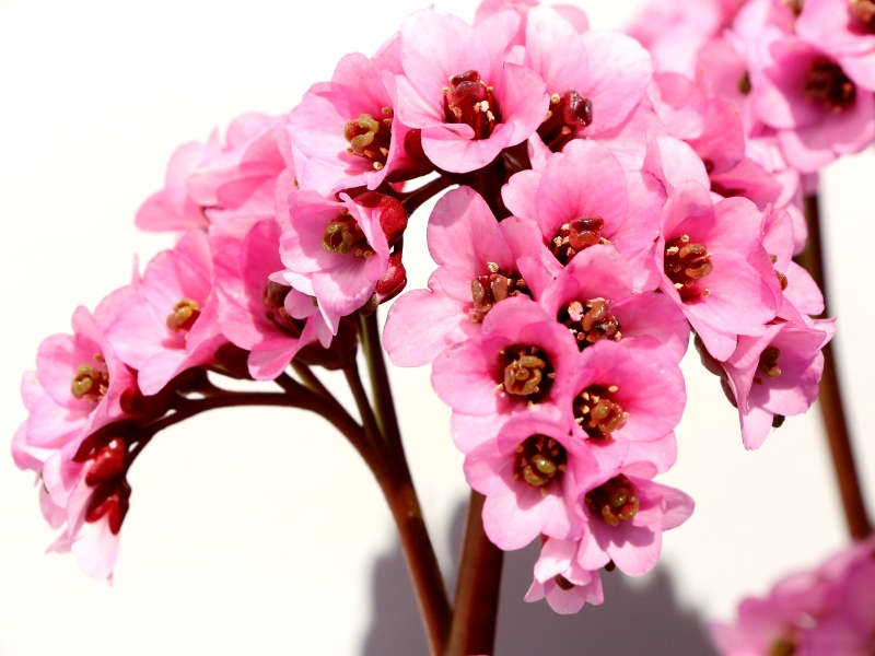 Bergenia VINTAGE™ Blush