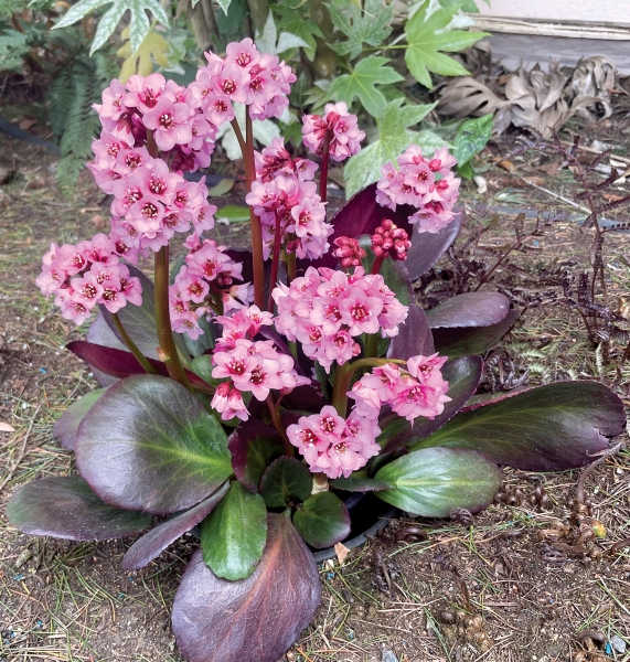 Bergenia VINTAGE™ Blush
