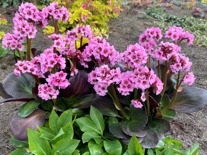 Bergenia VINTAGE™ Blush