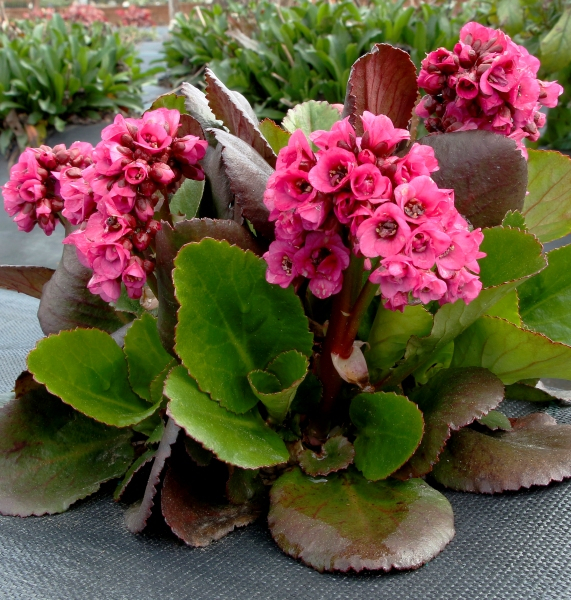 Bergenia VINTAGE™ Pink