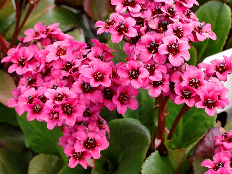Bergenia VINTAGE™ Pink