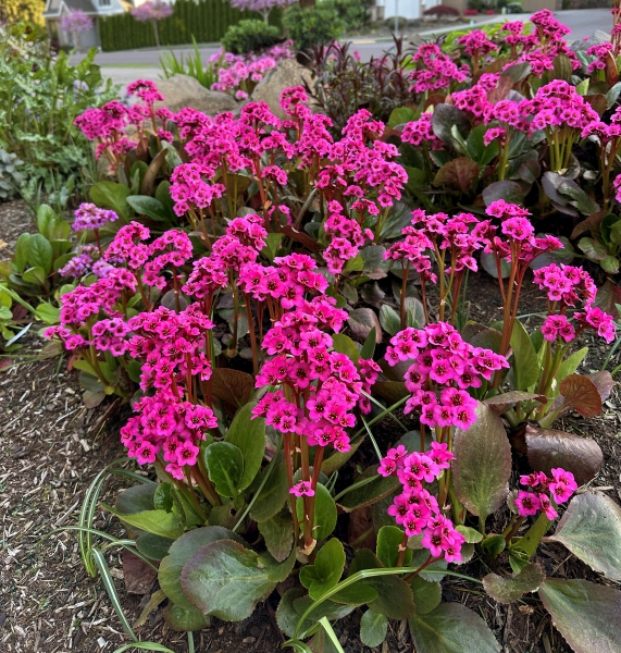 Bergenia VINTAGE™ Pink