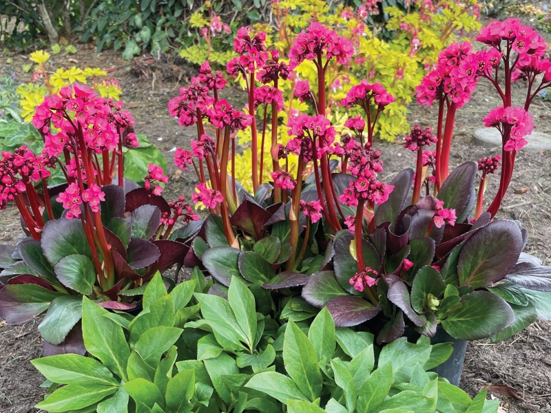 Bergenia VINTAGE™ Rose