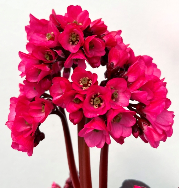 Bergenia VINTAGE™ Rose