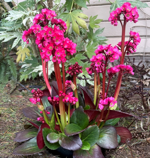 Bergenia VINTAGE™ Rose