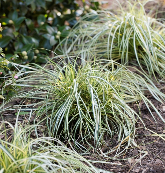 Carex Moon Falls®