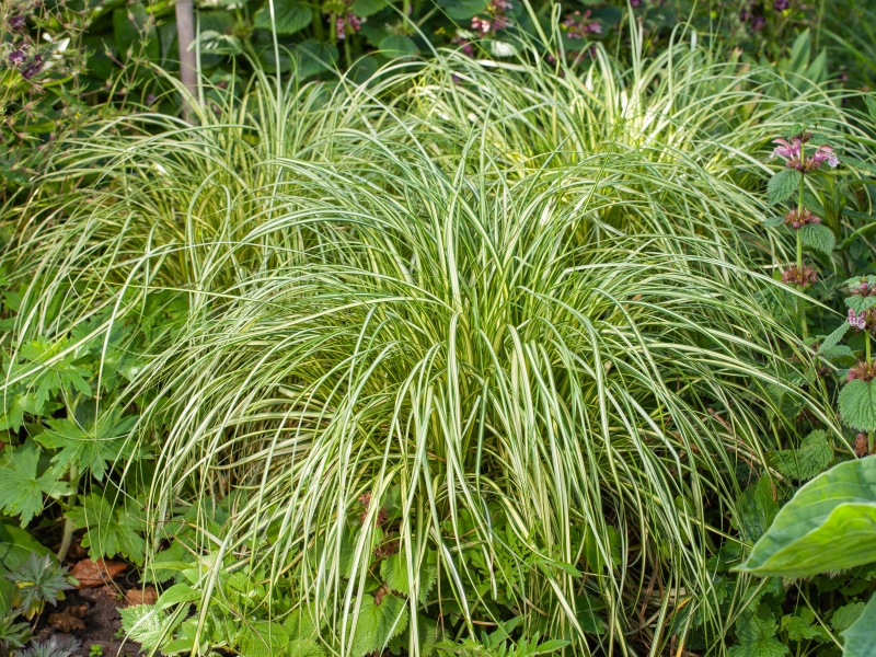 Carex Moon Falls®