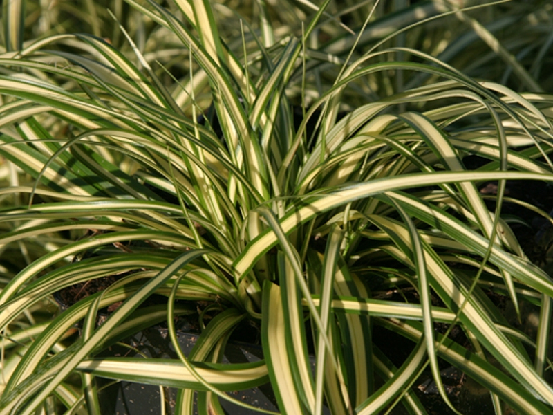 Carex Evergold