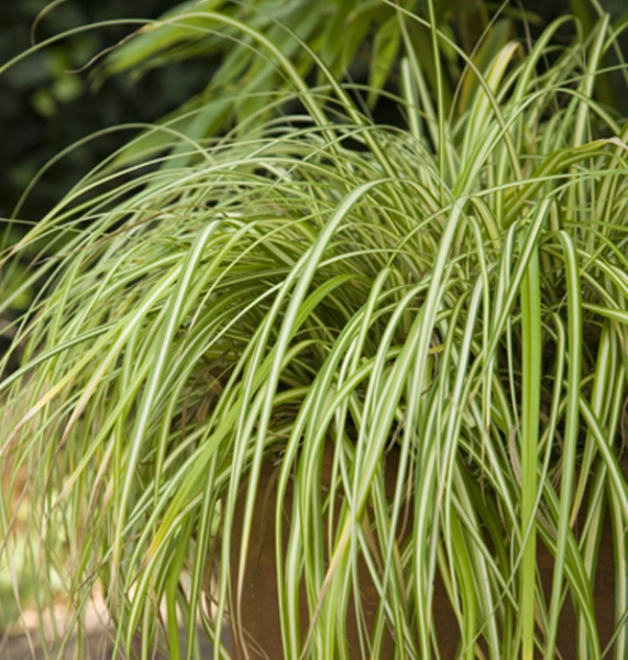 Carex Evergold
