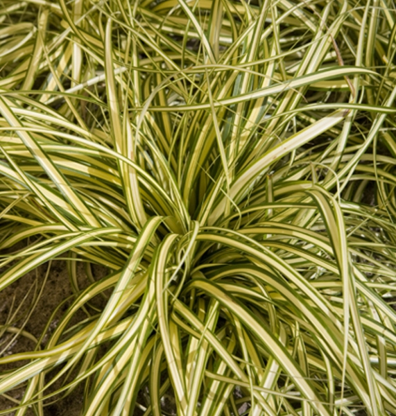 Carex Evergold