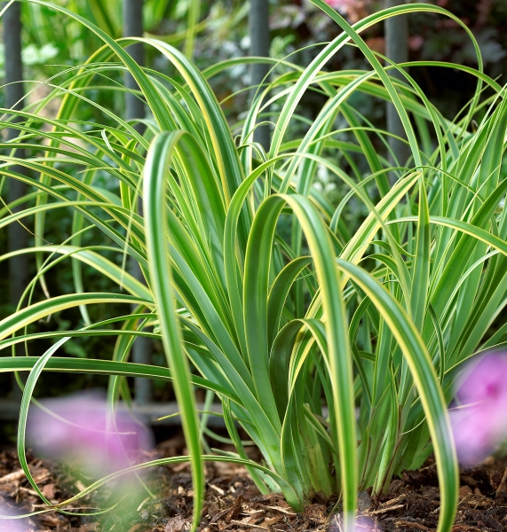 Carex Rekohu Sunrise
