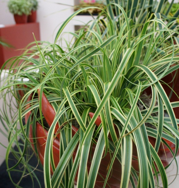 Carex Rekohu Sunrise
