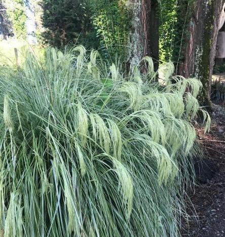 Chionochloa Taupo Lights