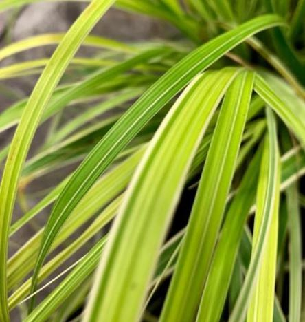 Chionochloa Taupo Lights