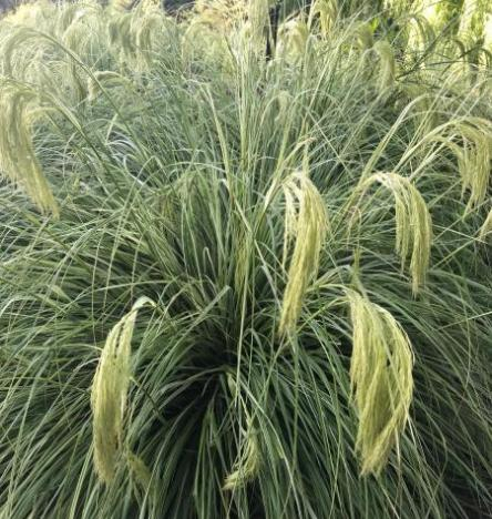 Chionochloa Taupo Lights