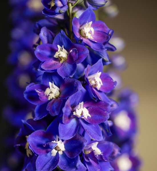 Delphinium DELGENIUS™ Blue Fabulosa