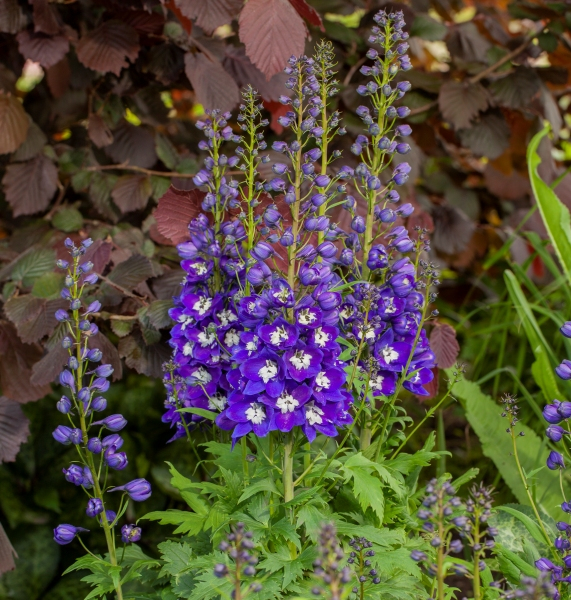 Delphinium DELGENIUS™ Blue Fabulosa