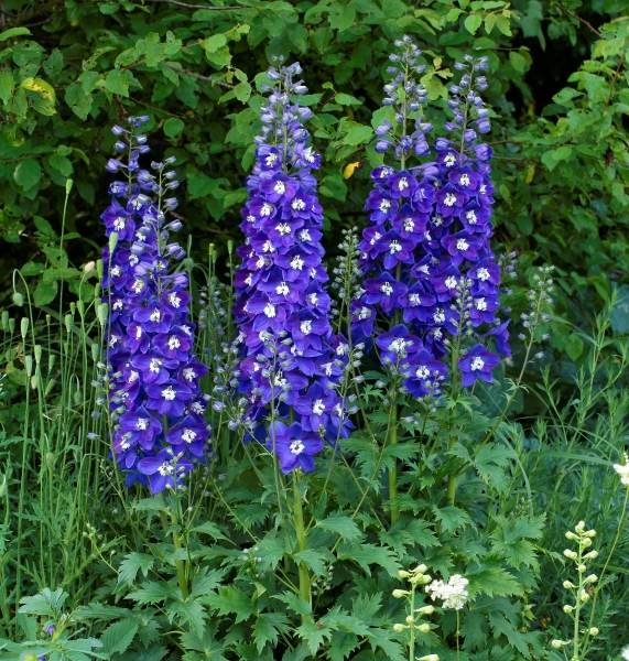 Delphinium DELGENIUS™ Blue Fabulosa