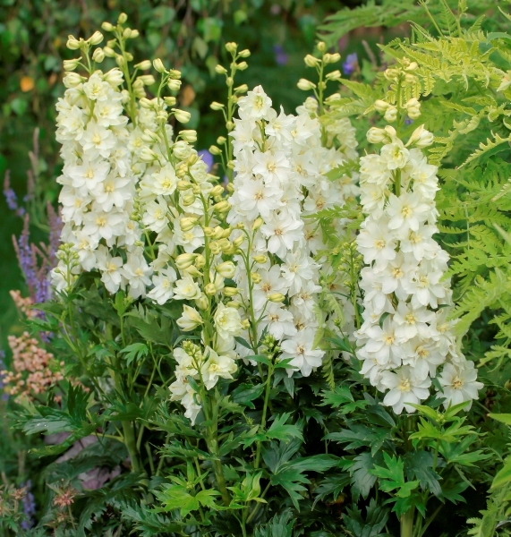 Delphinium DELGENIUS™ Neva