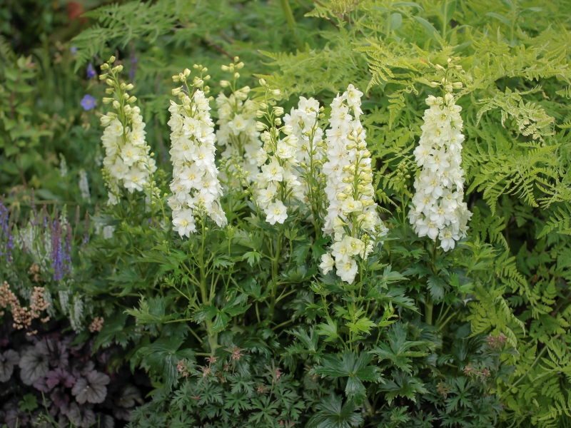 Delphinium DELGENIUS™ Neva