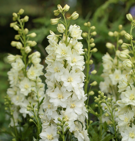 Delphinium DELGENIUS™ Neva