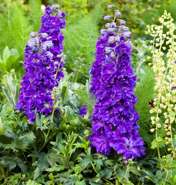 Delphinium DELGENIUS™ Kingsley