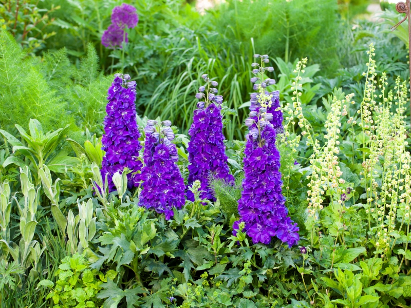 Delphinium DELGENIUS™ Kingsley