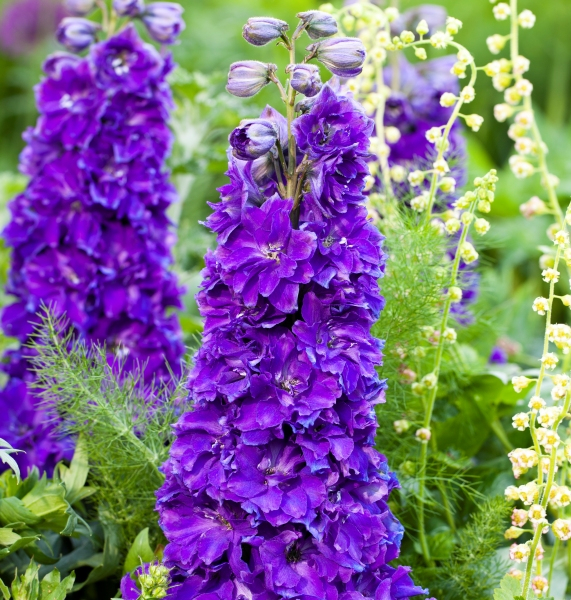 Delphinium DELGENIUS™ Kingsley