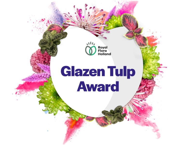 Pennisetum Tiny Tails