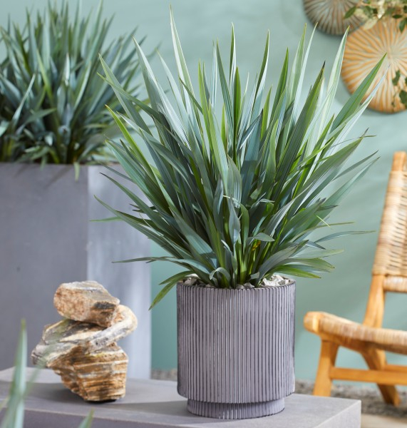 Dianella Blue Stream