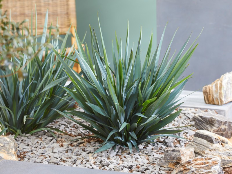 Dianella Blue Stream