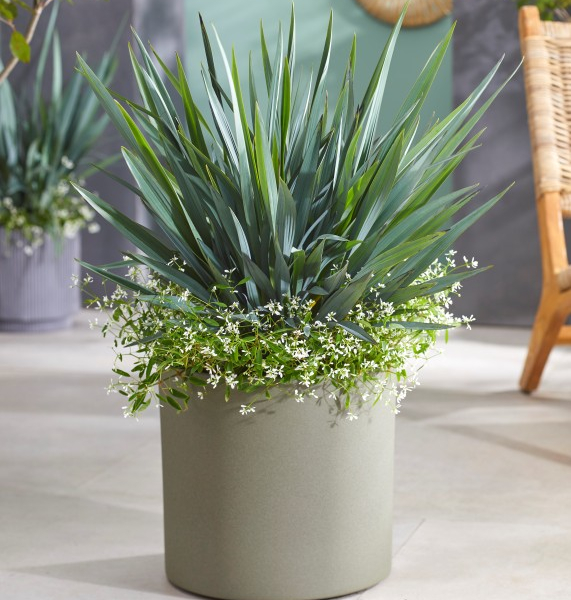 Dianella Blue Stream