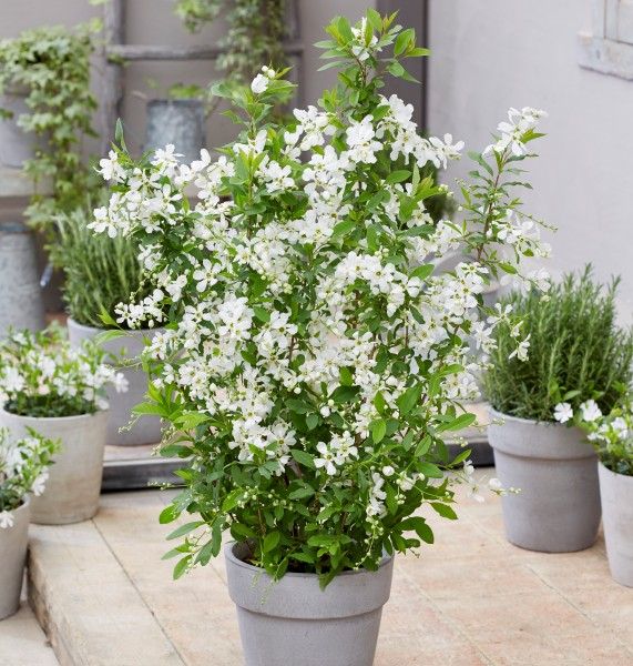 Exochorda Blushing Pearl