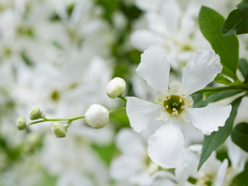 Exochorda Blushing Pearl