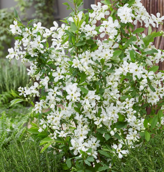 Exochorda Blushing Pearl
