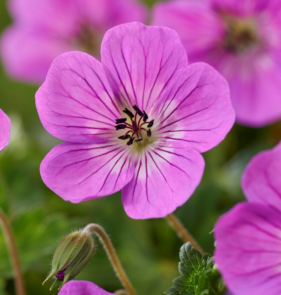 Geranium Kelly-Anne