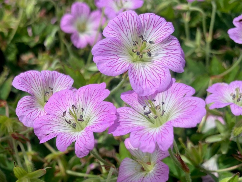 Geranium Confetti®