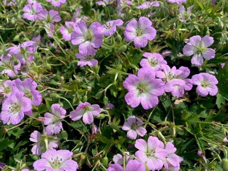 Geranium Confetti®