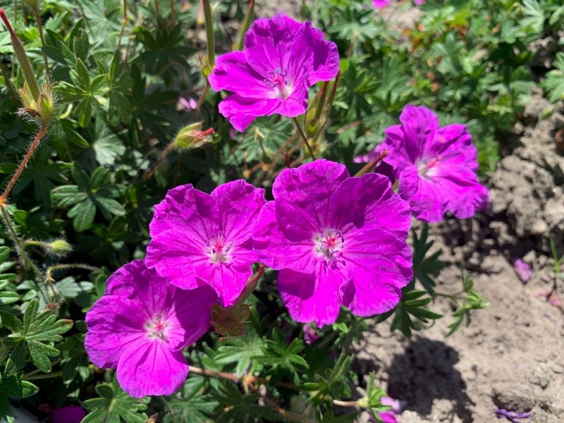 Geranium FRIVOLIUS™ Purple® 