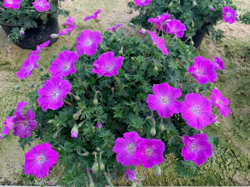 Geranium FRIVOLIUS™ Purple®