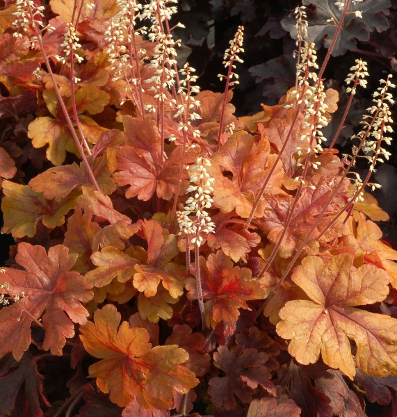 Heucherella Buttered Rum