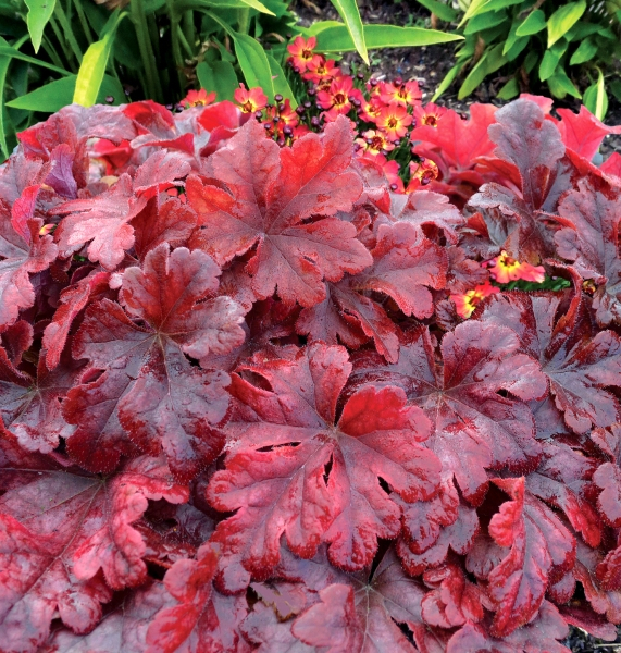 Heucherella Buttered Rum