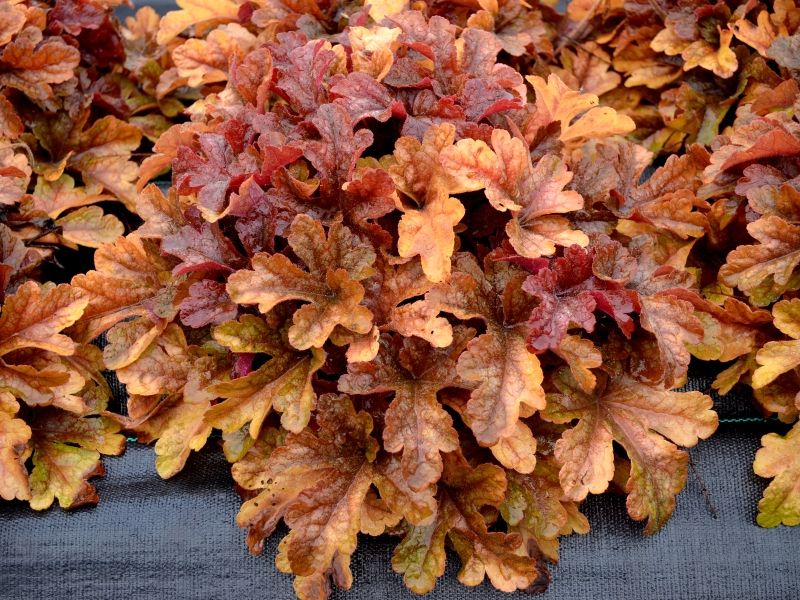 Heucherella Buttered Rum